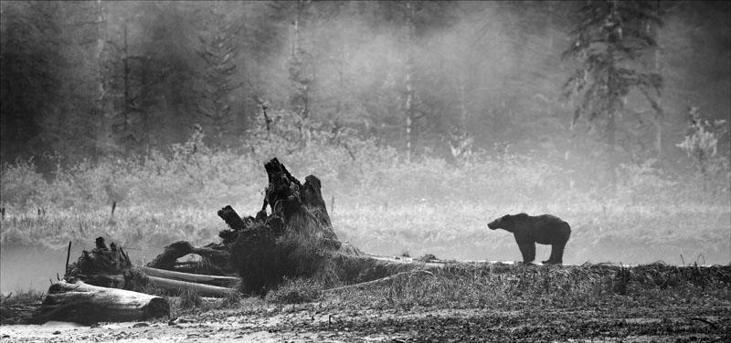 Grizzly on Log.jpg